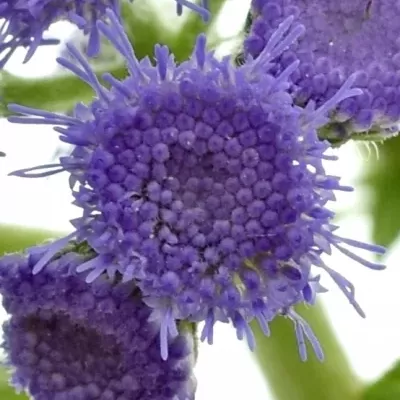 AGERATUM HOUSTONIANUM BLUE HORIZON 55cm