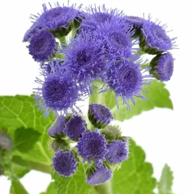 AGERATUM HOUSTONIANUM BLUE HORIZON 55cm