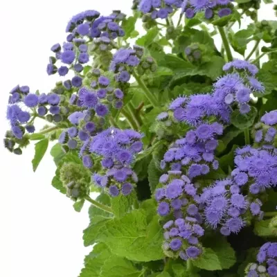 AGERATUM HOUSTONIANUM BLUE HORIZON 55cm