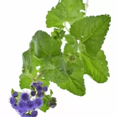 AGERATUM HOUSTONIANUM BLUE HORIZON 55cm