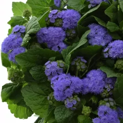 AGERATUM HOUSTONIANUM BLUE PLANET