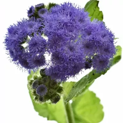 AGERATUM HOUSTONIANUM BLUE PLANET