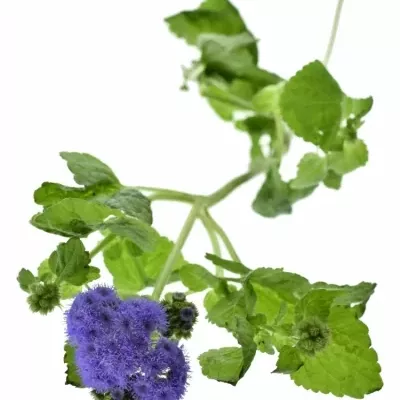 AGERATUM HOUSTONIANUM BLUE PLANET