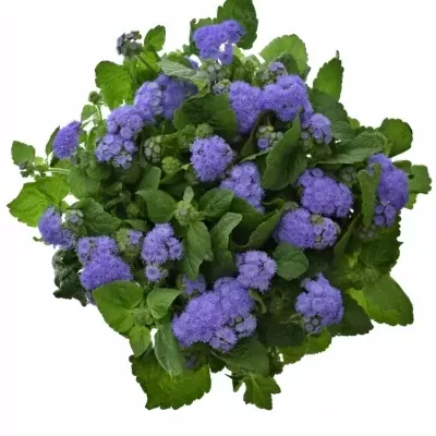 AGERATUM HOUSTONIANUM BLUE PLANET