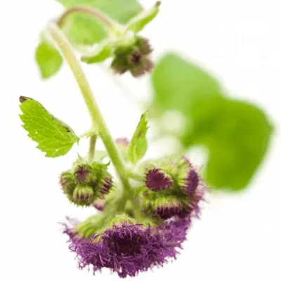 Ageratum RED SEA 60cm