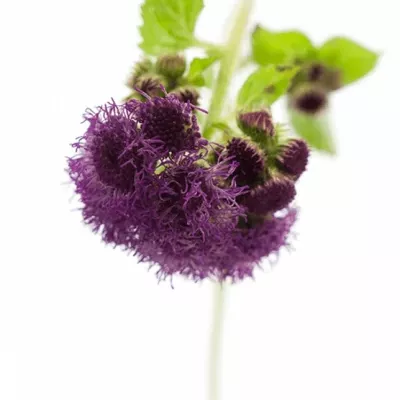 Ageratum RED SEA 60cm