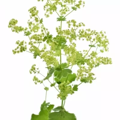 ALCHEMILLA ROBUSTICA 50cm