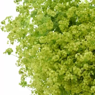 ALCHEMILLA ROBUSTICA 50cm