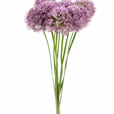 Allium BREMSI 70cm