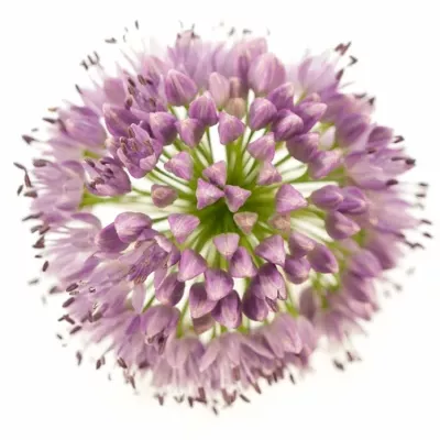 Allium BREMSI 70cm