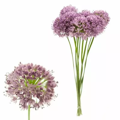 Allium BREMSI 70cm