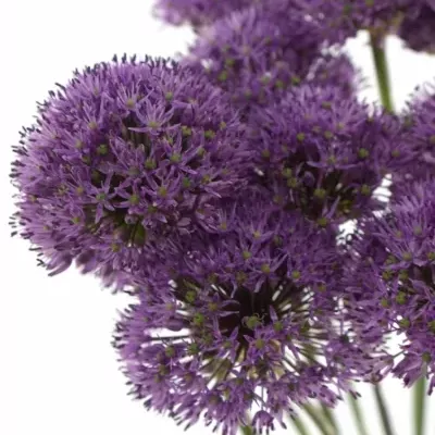 ALLIUM GLADIATOR