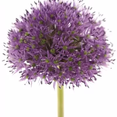 ALLIUM GLADIATOR