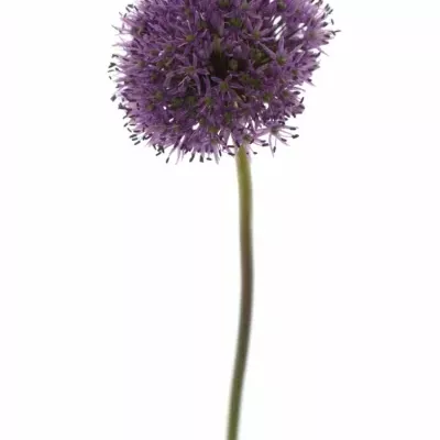 ALLIUM GLADIATOR