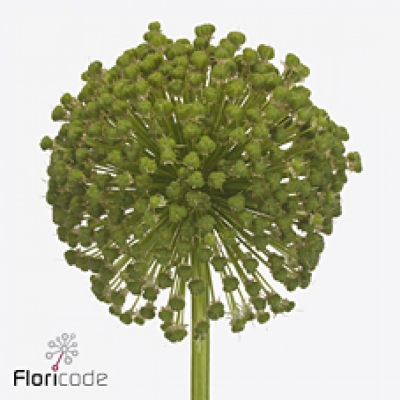 ALLIUM GROOTBLOEMIG