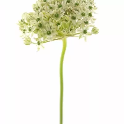 ALLIUM NIGRUM