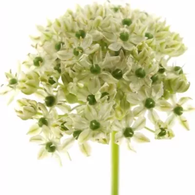 ALLIUM NIGRUM