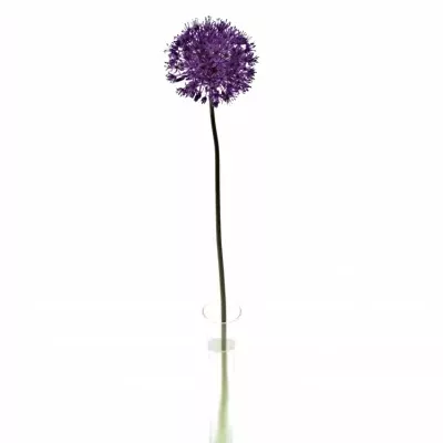 ALLIUM PURPLE SENSATION 90cm