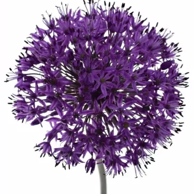 ALLIUM PURPLE SENSATION 90cm