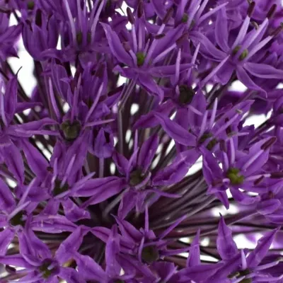 ALLIUM PURPLE SENSATION 90cm