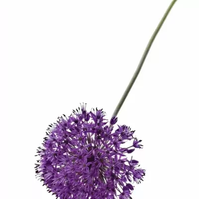 ALLIUM PURPLE SENSATION 90cm