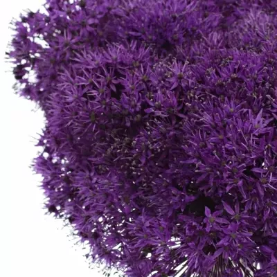 ALLIUM PURPLE SENSATION 90cm