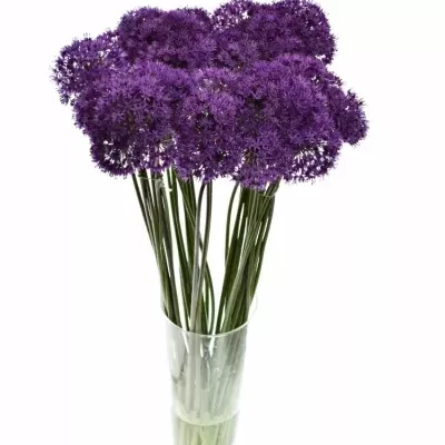 ALLIUM PURPLE SENSATION 90cm