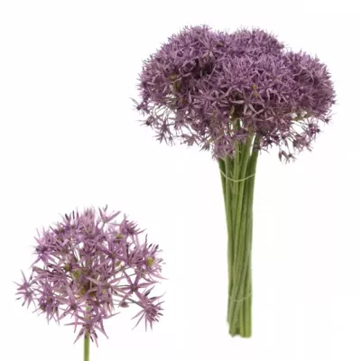 Allium VIOLET BEAUTY 60cm