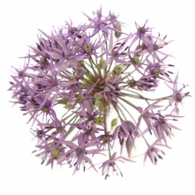 Allium VIOLET BEAUTY 60cm