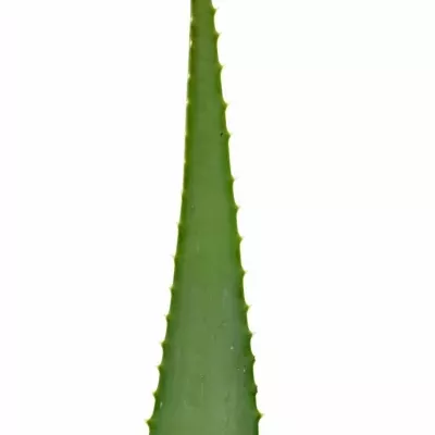 Aloe VERA 40cm