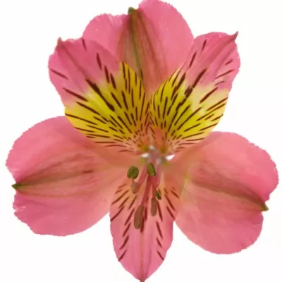 ALSTROEMERIA AMPOSTA