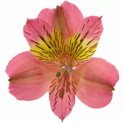 ALSTROEMERIA AMPOSTA