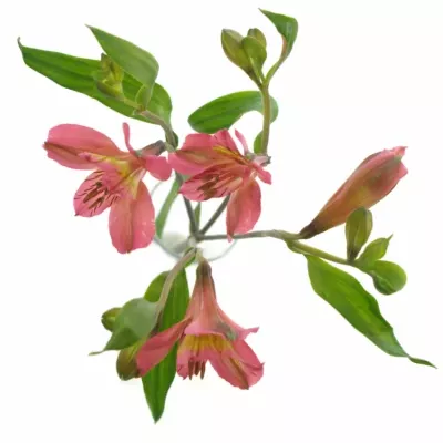 ALSTROEMERIA AMPOSTA