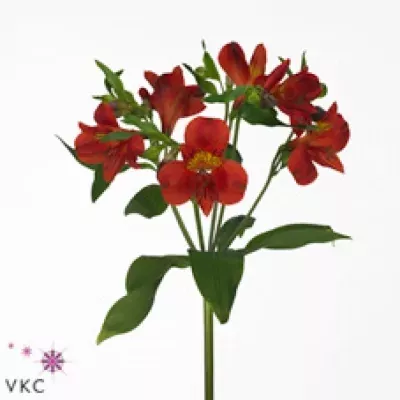 ALSTROEMERIA ANGELINA