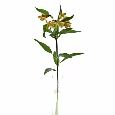 ALSTROEMERIA COCKTAIL 50g