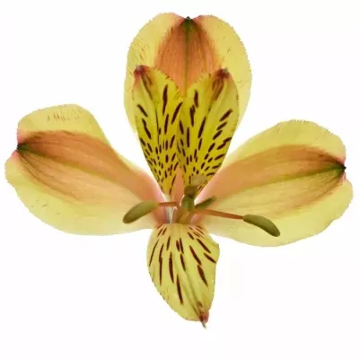 ALSTROEMERIA COCKTAIL 50g