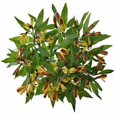 ALSTROEMERIA COCKTAIL 50g