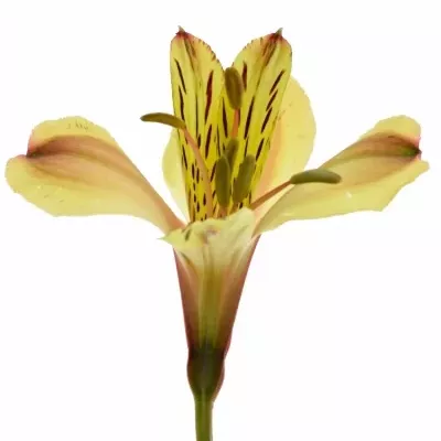 ALSTROEMERIA COCKTAIL 50g