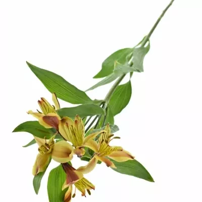 ALSTROEMERIA COCKTAIL 50g