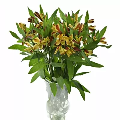 ALSTROEMERIA COCKTAIL 50g