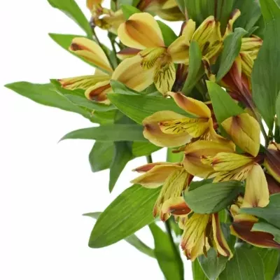 ALSTROEMERIA COCKTAIL 50g