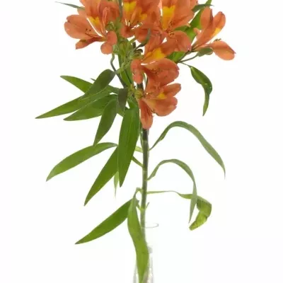 ALSTROEMERIA DANCING QUEEN