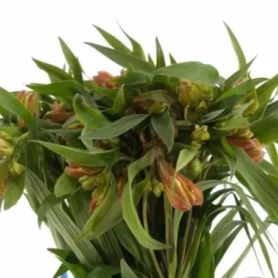 ALSTROEMERIA DANCING QUEEN