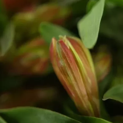 ALSTROEMERIA DANCING QUEEN