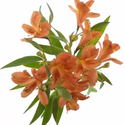 ALSTROEMERIA DANCING QUEEN