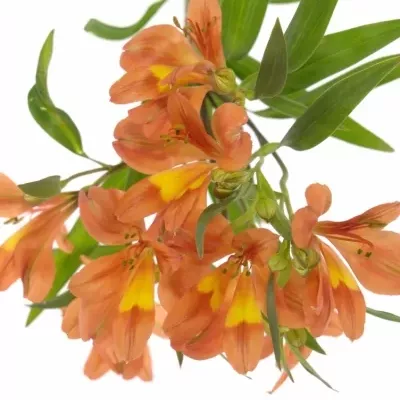 ALSTROEMERIA DANCING QUEEN