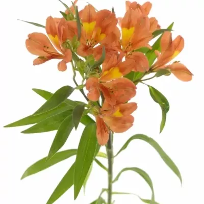 ALSTROEMERIA DANCING QUEEN