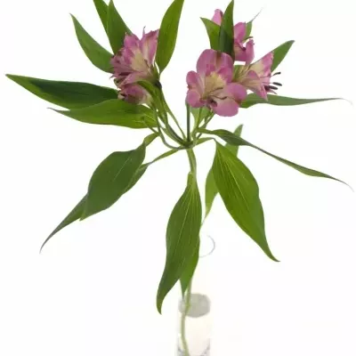 ALSTROEMERIA DECORA