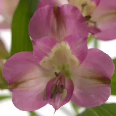 ALSTROEMERIA DECORA