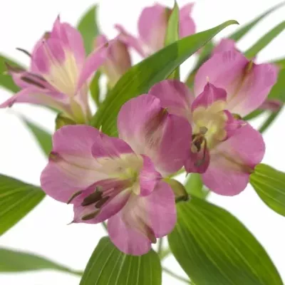 ALSTROEMERIA DECORA